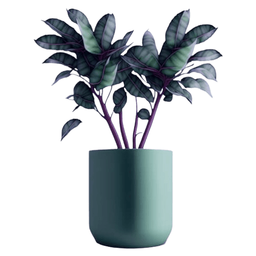 Plants